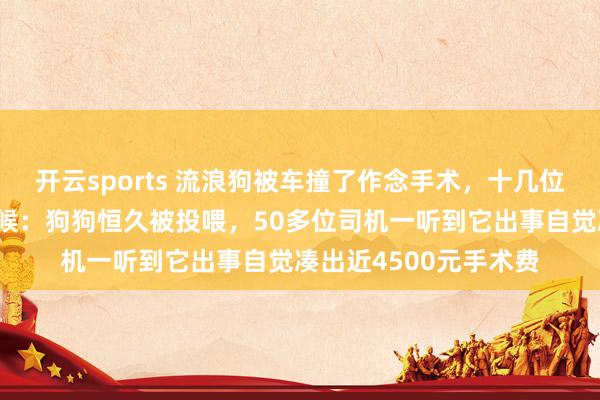 开云sports 流浪狗被车撞了作念手术，十几位出租车司机在病院守候：狗狗恒久被投喂，50多位司机一听到它出事自觉凑出近4500元手术费