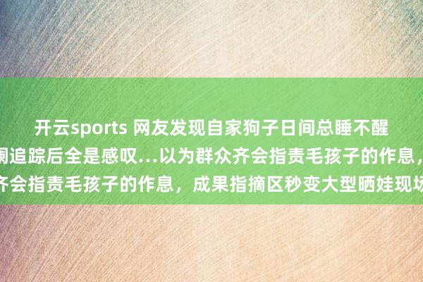 开云sports 网友发现自家狗子日间总睡不醒，本以为是生病，成果更阑追踪后全是感叹…以为群众齐会指责毛孩子的作息，成果指摘区秒变大型晒娃现场…
